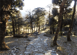 Nature Walk in Himalaya Uttrakhand